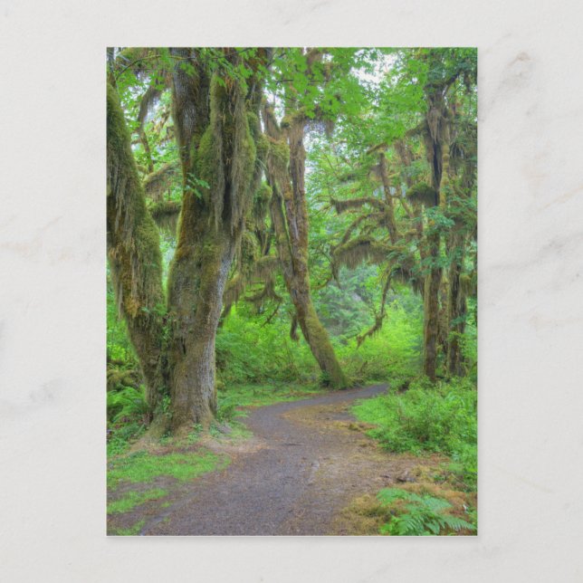 Carte Postale États-Unis, Washington, Parc National Olympique, H (Devant)