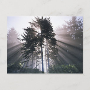 Carte Postale États-Unis, Washington, Parc National Olympique, M