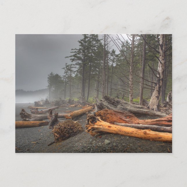 Carte Postale États-Unis, Washington, Parc National Olympique, R (Devant)