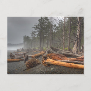 Carte Postale États-Unis, Washington, Parc National Olympique, R