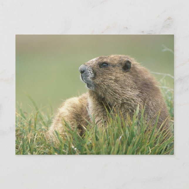 Carte Postale États-Unis, Washington, Pôle olympique, Marmotte o (Devant)