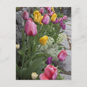 Carte Postale États-Unis, Washington, Seabeck. Des tulipes borde