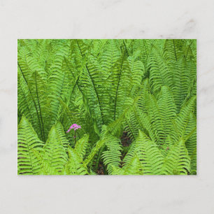 Carte Postale États-Unis, Washington, Seattle, Washington Park