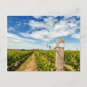 Carte Postale États-Unis, Washington, Walla Walla. Cabernet Sauv