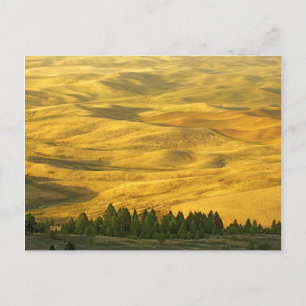 Carte Postale États-Unis, Washington, Whitman Comté, Palouse, Bl