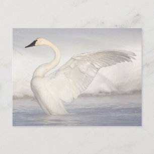 Carte Postale États-Unis, Wyoming, Cygne trompette étend ses ail