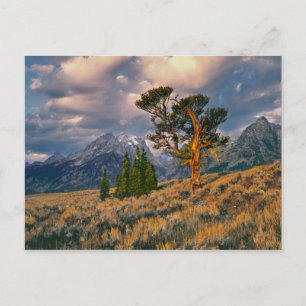 Carte Postale États-Unis, Wyoming, Grand Teton NP. Le lever de s