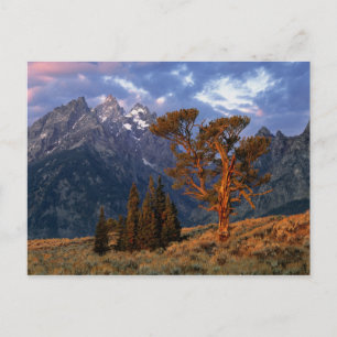Carte Postale États-Unis, Wyoming, Grand Teton NP. Un cèdre soli