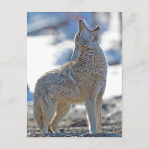 Carte Postale États-Unis, Wyoming, Parc national de Yellowstone,