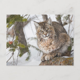 Carte Postale États-Unis, Wyoming, Parc national de Yellowstone,