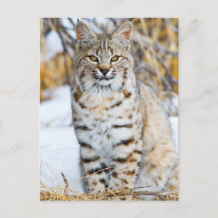Carte Postale États-Unis, Wyoming, Portrait de Lynx roux