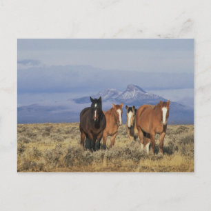Carte Postale États-Unis, Wyoming, près de Cody Group de chevaux