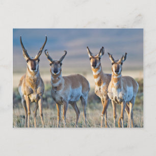 Carte Postale États-Unis, Wyoming, Quatre antilopes d'Amérique m