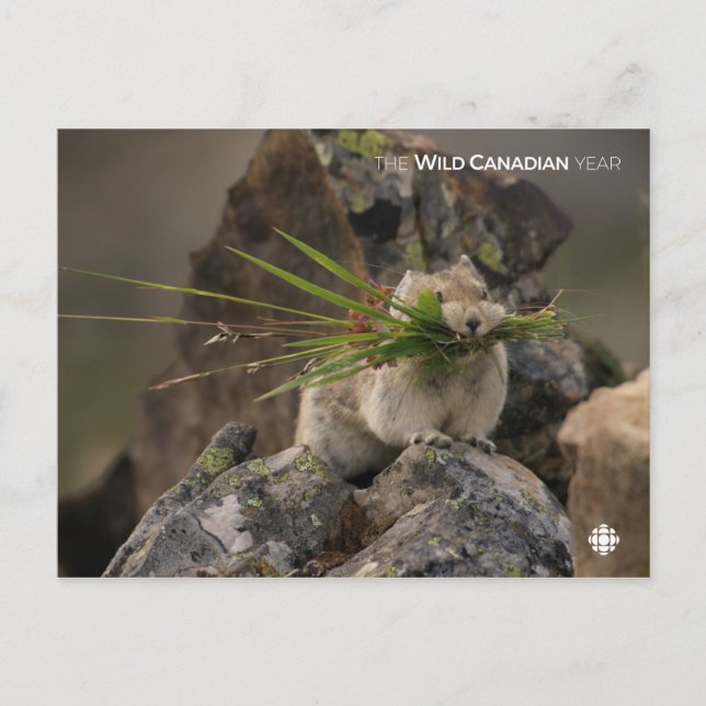 Carte Postale Été - American Pica (Devant)