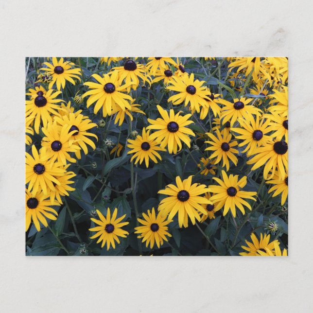 Carte Postale Été aux yeux noirs Susan Fleurs sauvages (Devant)