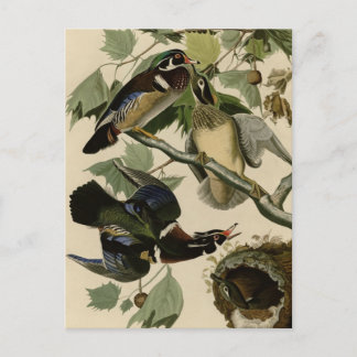 Carte Postale Été ou canard en bois