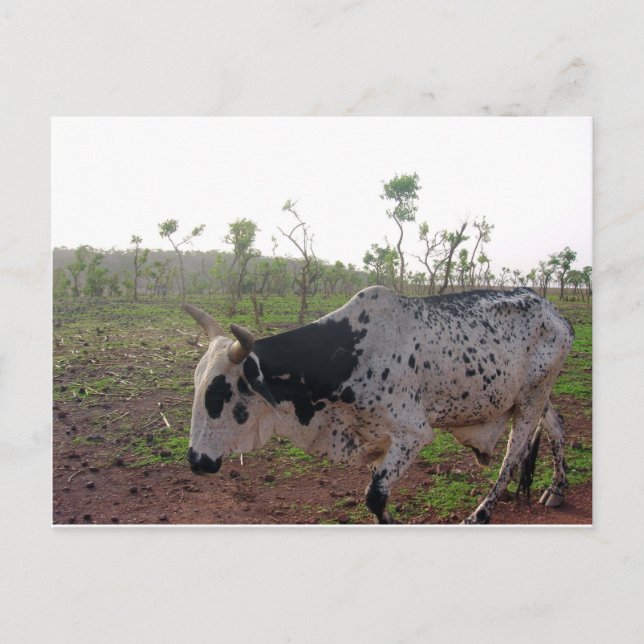 Carte postale éthiopienne de vache à Brahman (Devant)