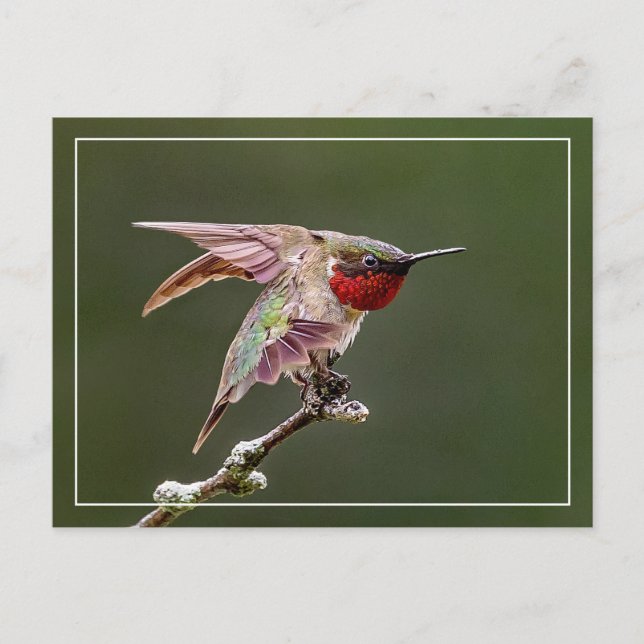 Carte Postale Étiquettes de colibri (Devant)