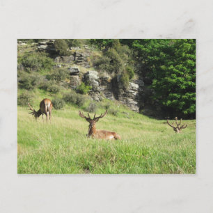 Carte Postale Étiquettes de la Nouvelle-Zélande