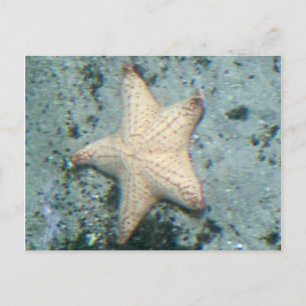 Carte Postale Étoile de mer Fond marin Océan Calme