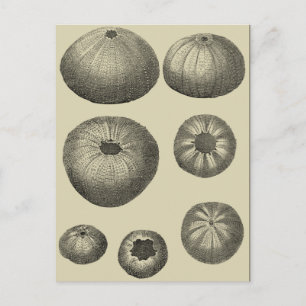 Carte Postale Étoile de mer noire et blanche