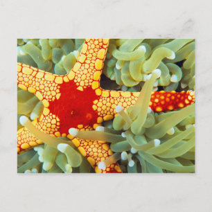 Carte Postale Étoile de mer rouge et jaune