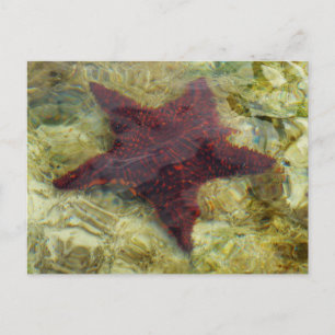 Carte Postale Étoile de mer sous-marine aux Bahamas
