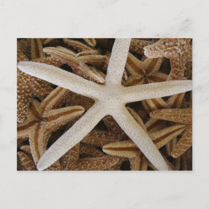 Carte Postale Etoiles de mer