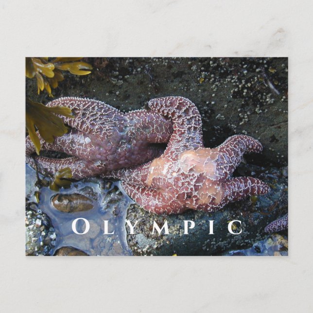 Carte Postale Etoiles de mer d'Ochre, Piscine de marée, Parc Nat (Devant)