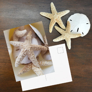 Carte Postale Étoiles de mer et dollars des sables Photographie