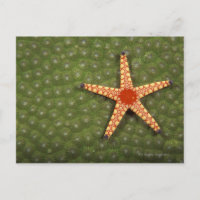 Etoiles de mer nettoyant récifs en mangeant des al