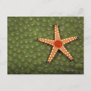 Carte Postale Etoiles de mer nettoyant récifs en mangeant des al