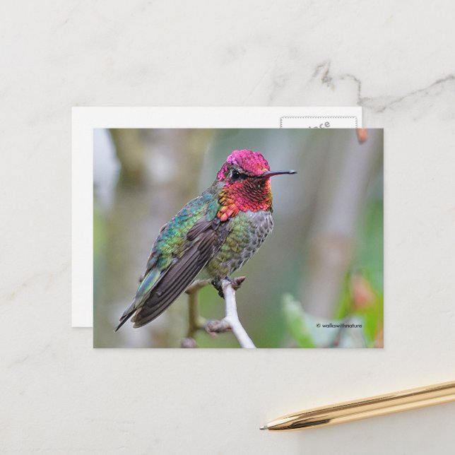 Carte Postale Étonnant colibri d'Anna à la Branche (Devant/Arrière en situation)