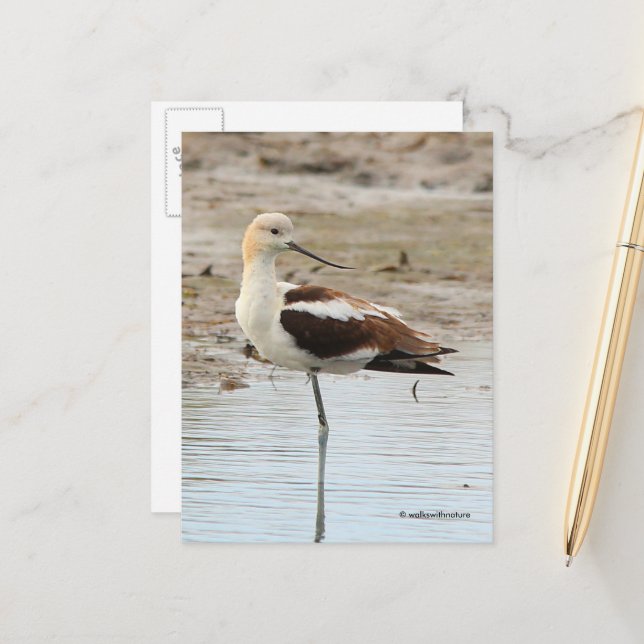 Carte Postale Étonnant oiseau à pattes à la plage américain Avoc (Devant/Arrière en situation)