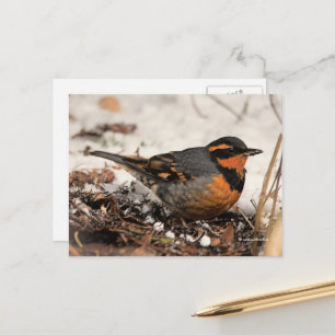 Carte Postale Étonnant oiseau-chanteur à la grive variée dans la