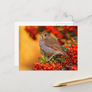 Carte Postale Étonnant oiseau-chanteur de la Grive d'Hermite sur