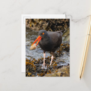 Carte Postale Étonnant oiseau de rivage noir à l'huître avec écu