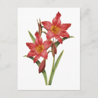 Étonnante étude Tropical Amaryllis