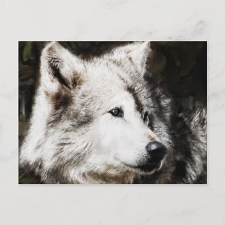 Carte Postale étude de la tête de loup