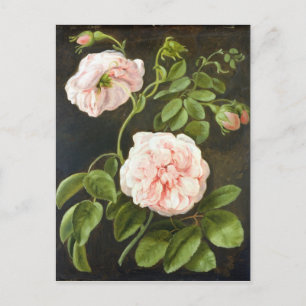 Carte Postale Étude des fleurs