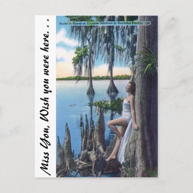 Carte Postale Étude des genoux (Devant)