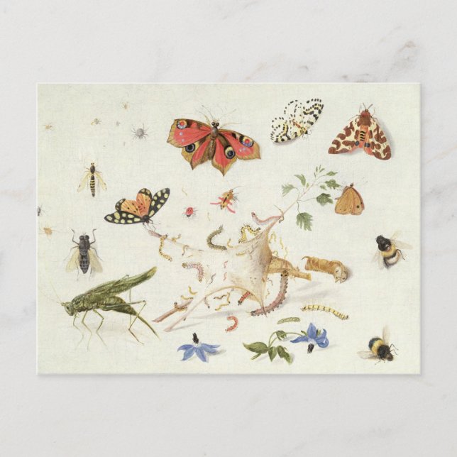 Carte Postale Étude des insectes et des fleurs (Devant)