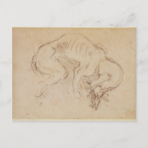 Carte Postale Étude d'un chien