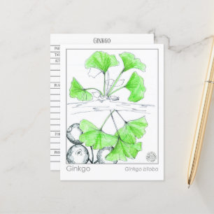 Carte Postale Étude sur les plantes médicinales de Ginkgo Biloba