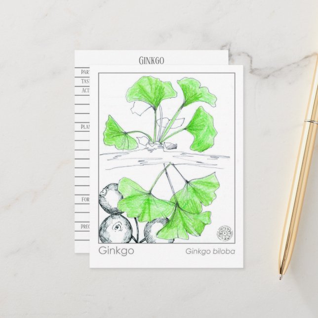 Carte Postale Étude sur les plantes médicinales de Ginkgo Biloba (Devant/Arrière en situation)