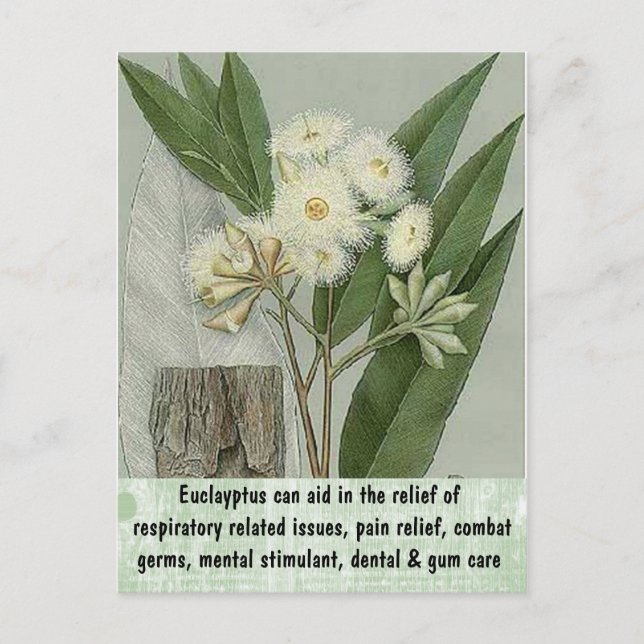 Carte postale Eucalyptus (Devant)