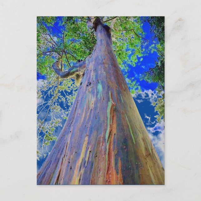 Carte Postale Eucalyptus arc-en-ciel (Devant)