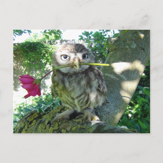 Carte Postale Eule mit Rose (Devant)