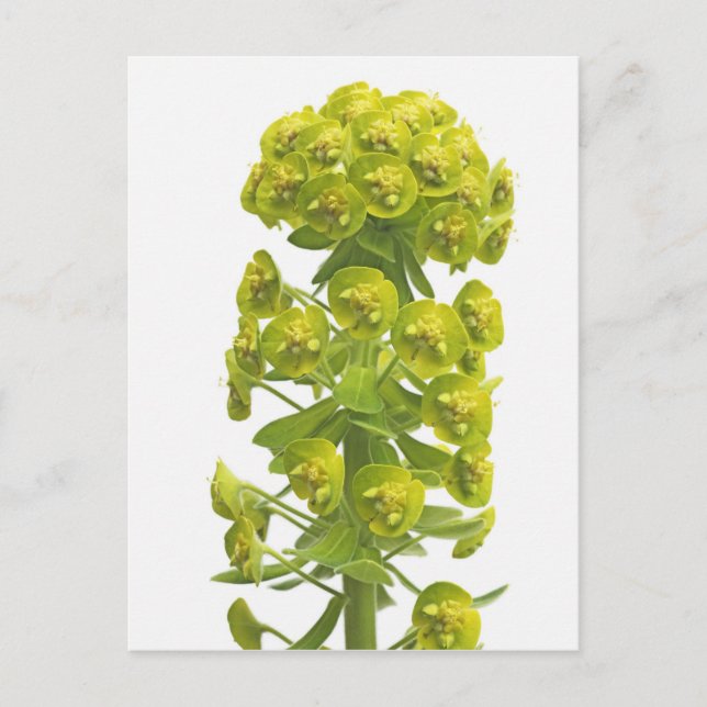 Carte Postale Euphorbia (Devant)