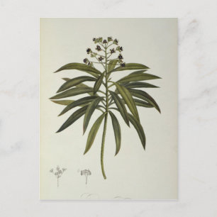 Carte Postale Euphorbia Mellifera